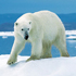 polar bear on ice